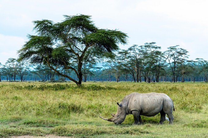White rhinoceros eat grass in open grassland, Lake Nakuru National Park, Kenya